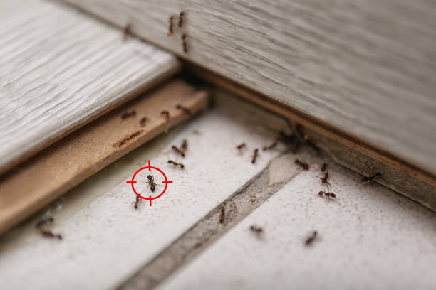 Best Affordable Pest Control Services  in Uintah, UT